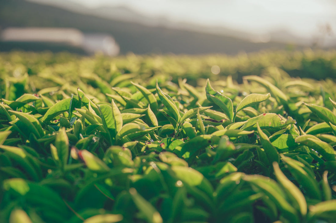 What is L-Theanine?