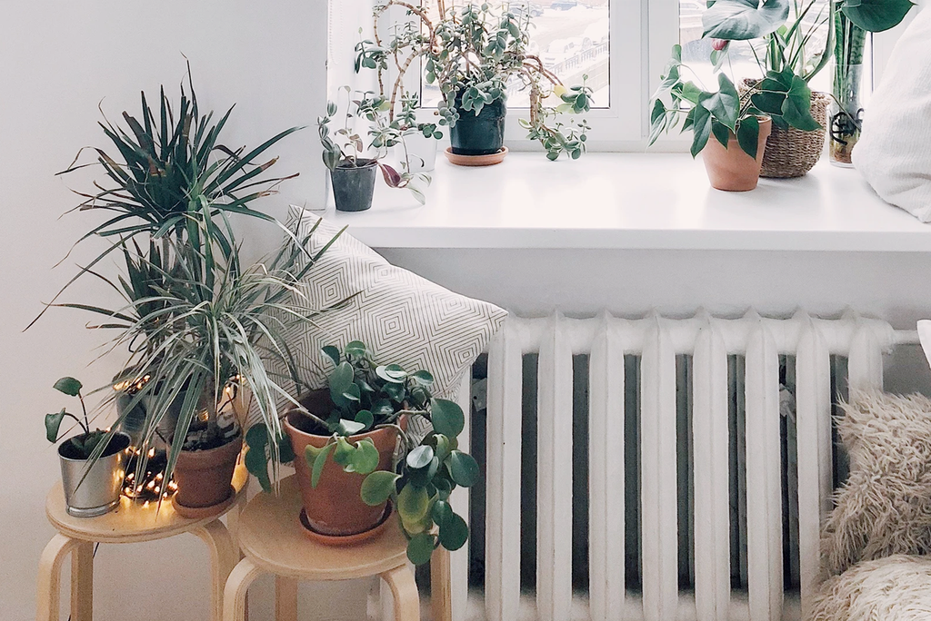 The 8 Best Plants For Your Bedroom