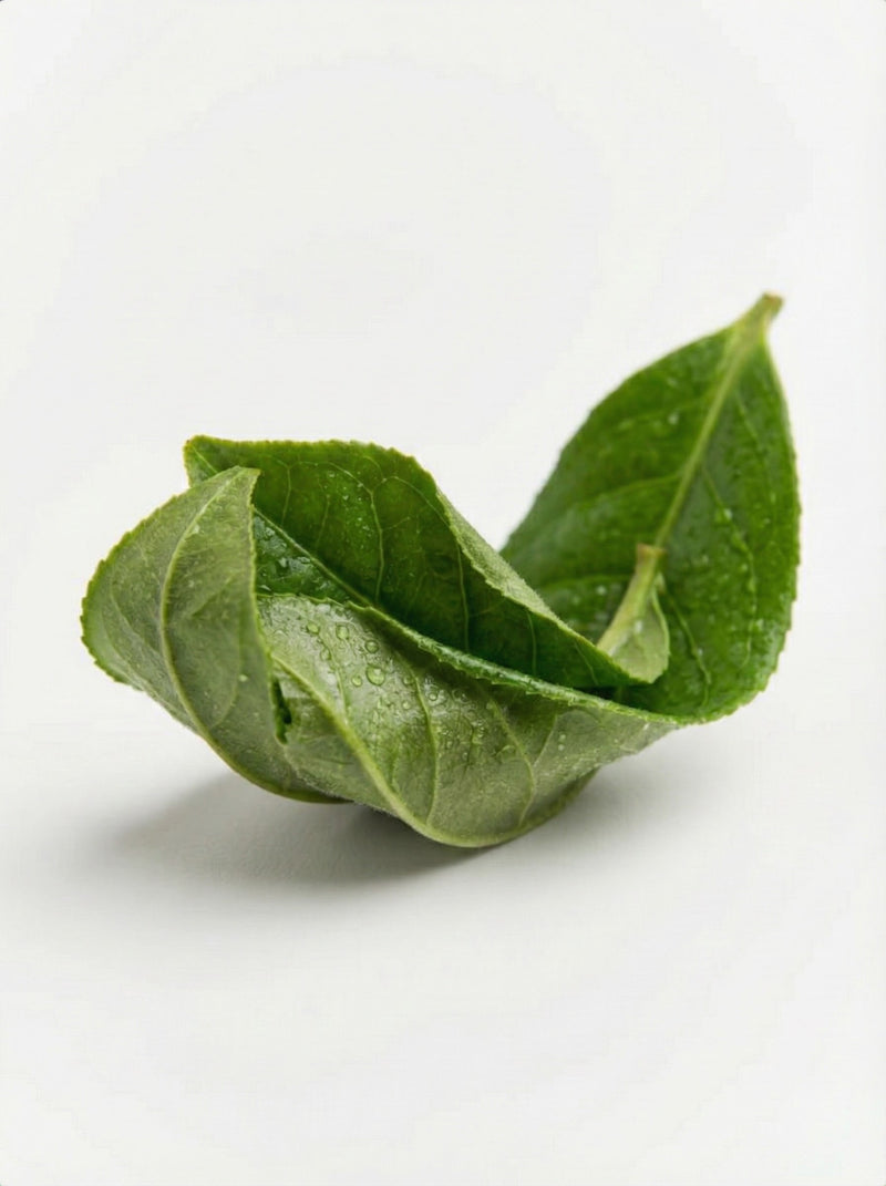 A fresh green tea leaf, the natural source of the amino acid L-Theanine.